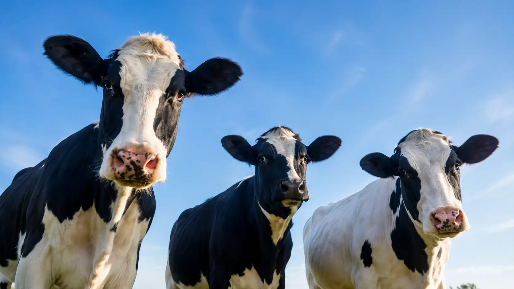 Fachübersetzungen für Nutztierhaltung, Stalltechnik und Tiergesundheit